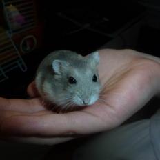 Dværghamster Molly
