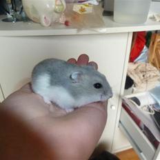 Dværghamster Molly