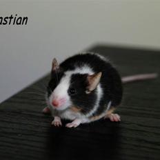 Mus LovelyMouse Bastian (Himmelgnaver)