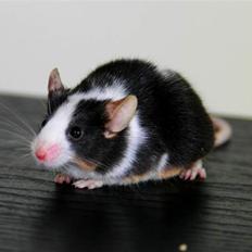 Mus LovelyMouse Bastian (Himmelgnaver)