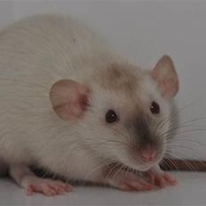 Tamrotte Sweet Rats Sigmund Freud