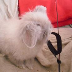 Kanin Kandie's Kokoro Alfa