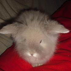 Kanin Kandie's Kokoro Alfa