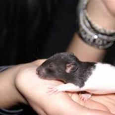 Tamrotte West Coast Charles Darwin