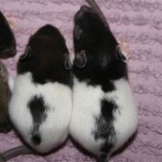 Tamrotte West Coast Charles Darwin