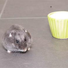 Dværghamster Shirly