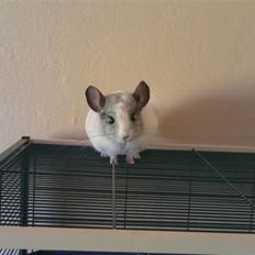 Chinchilla Basil