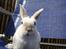 Kanin Visby's WhiteSpot|Spotter Kami's - Camping i baghaven 8)
MMB|Foto