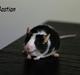 Mus LovelyMouse Bastian (Himmelgnaver)