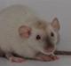 Tamrotte Sweet Rats Sigmund Freud