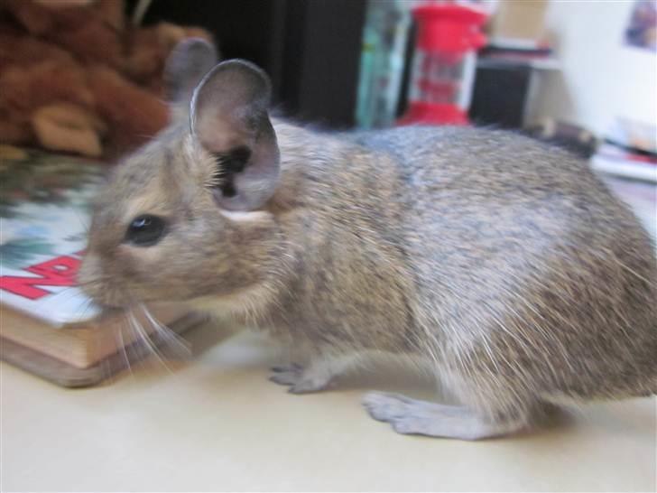 Degu † Diablo † billede 9