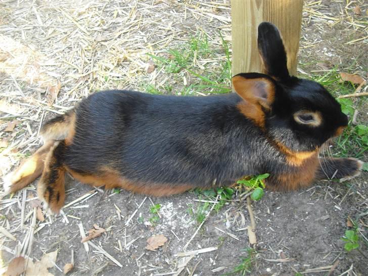 Kanin Buddh billede 12