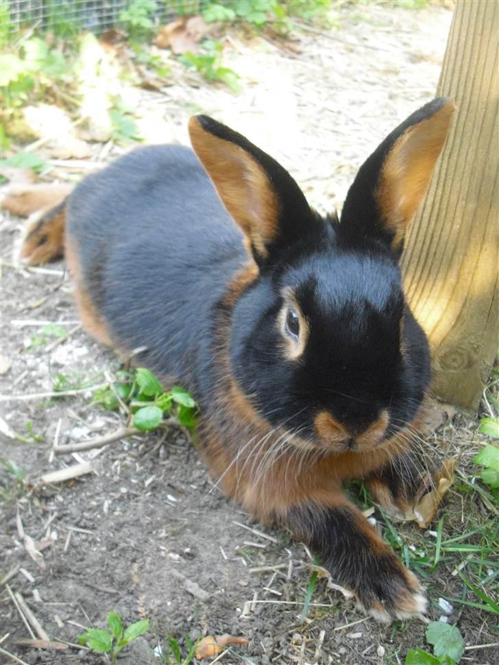 Kanin Buddh - Velkommen til Buddh's profil:-) Smid gerne en kommentar og en bedømmelse på vejen(: billede 1