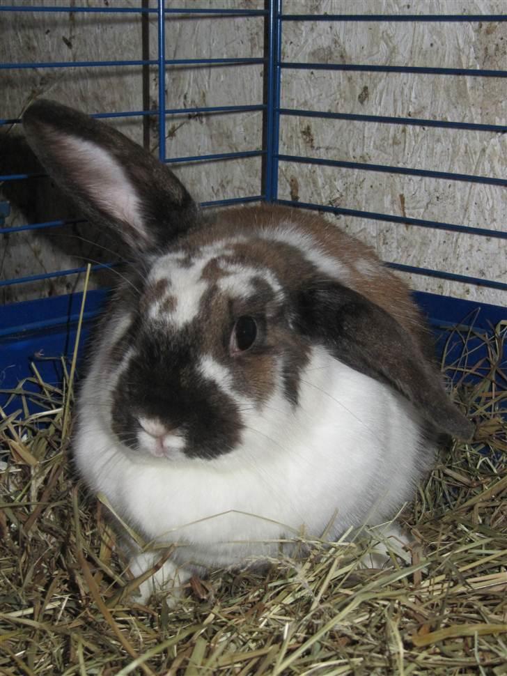 Kanin Soffi billede 1