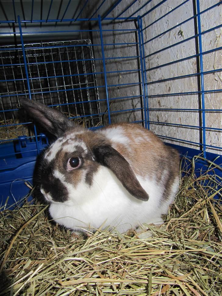 Kanin Soffi billede 2