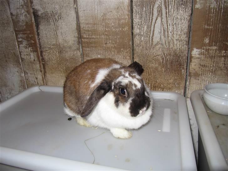 Kanin Soffi billede 3