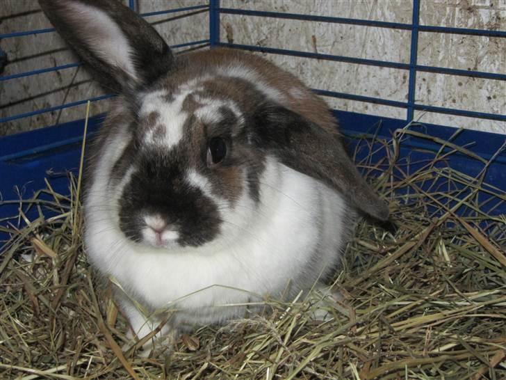 Kanin Soffi billede 4