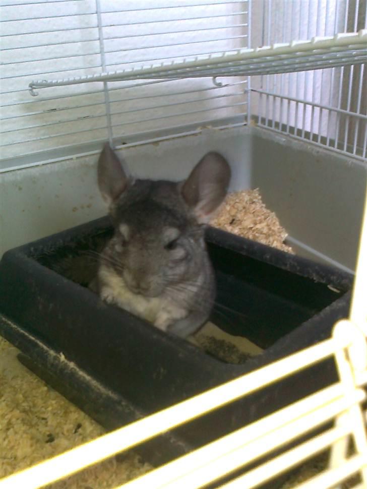 Chinchilla Balou - Balou i sandbadet ;) billede 3