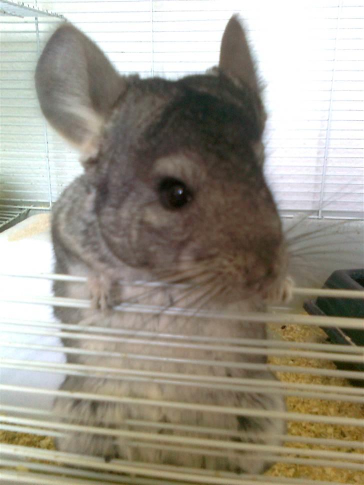 Chinchilla Balou - Balou som vil snakkes med <3 billede 4