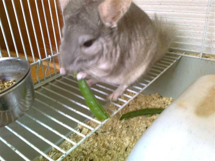 Chinchilla Beauty - Beauty som spiser xD billede 2