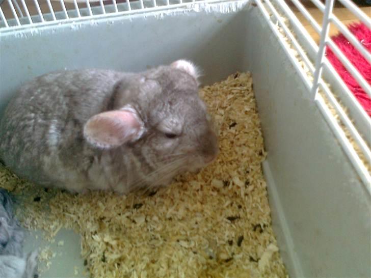 Chinchilla Beauty - Beauty <3 billede 3