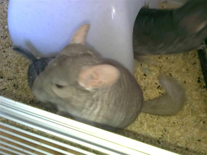 Chinchilla Beauty - Beauty fodre ungerne billede 4