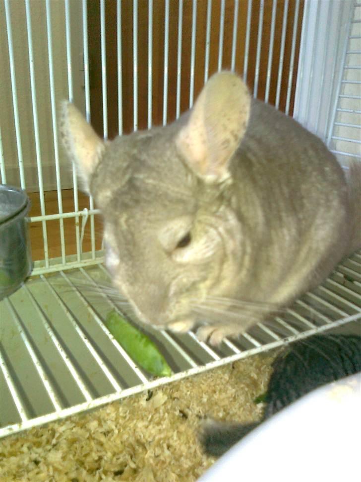 Chinchilla Beauty - xD <3 billede 5