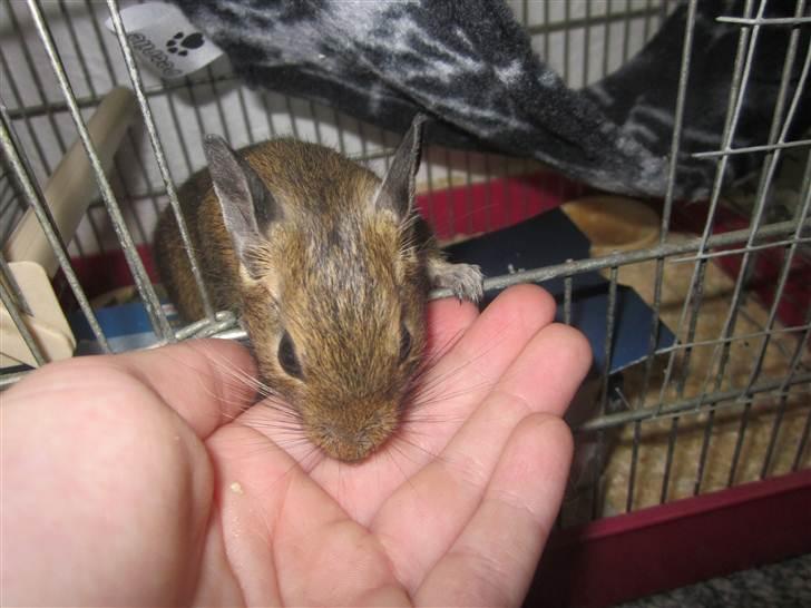 Degu † Diablo † billede 14