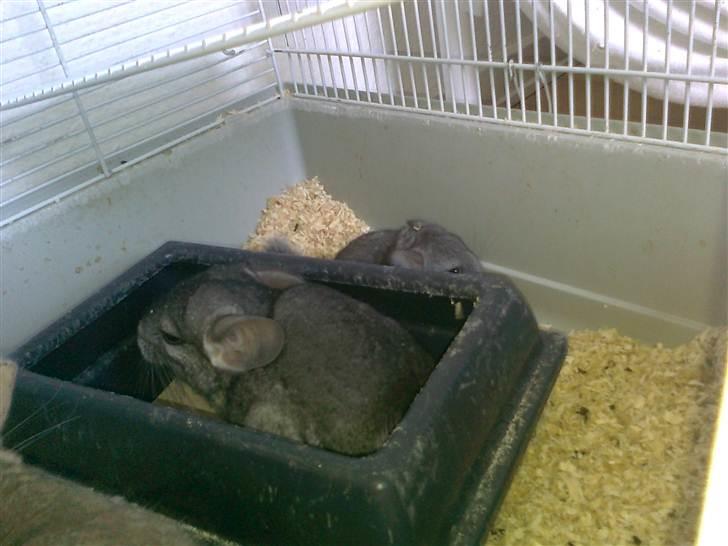 Chinchilla Balou - Balou som tager sandbad <3 billede 5