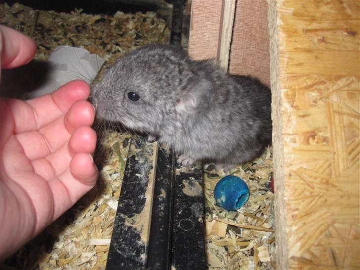 Chinchilla Wilma *aflivet d. 04-06-2012* - 11 dage gammel billede 12