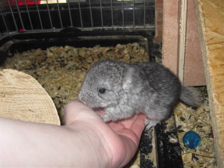 Chinchilla Wilma *aflivet d. 04-06-2012* billede 13