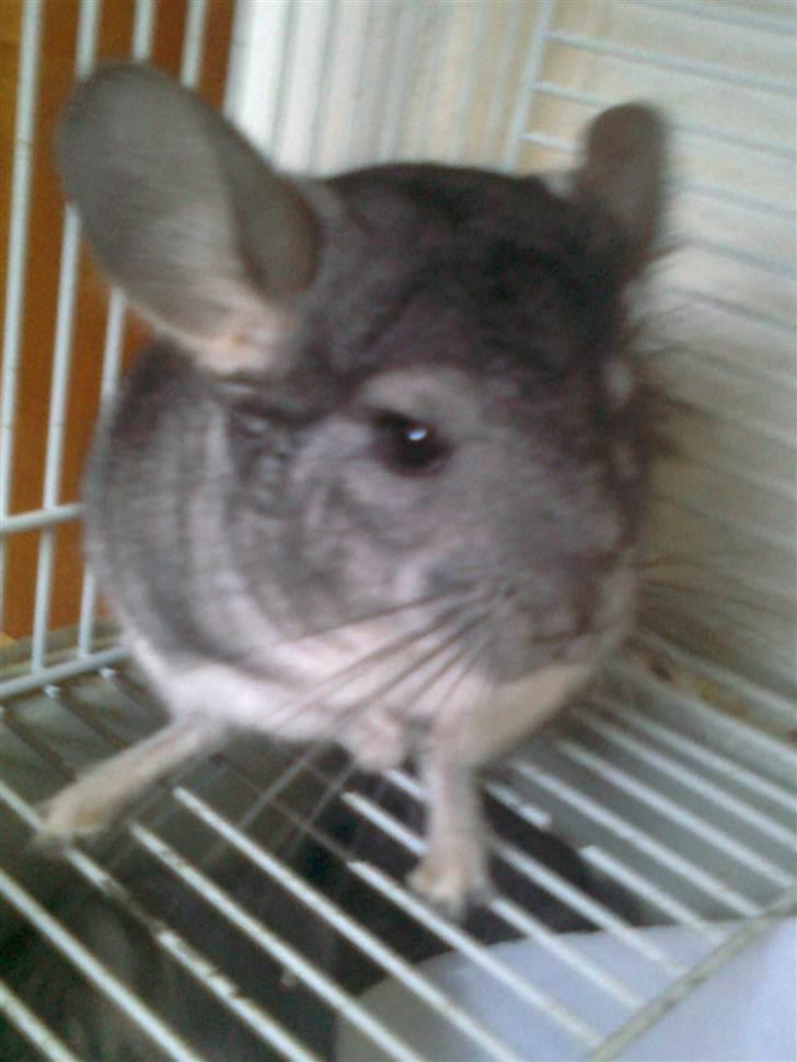 Chinchilla Balou - Balou  poserer xD billede 6