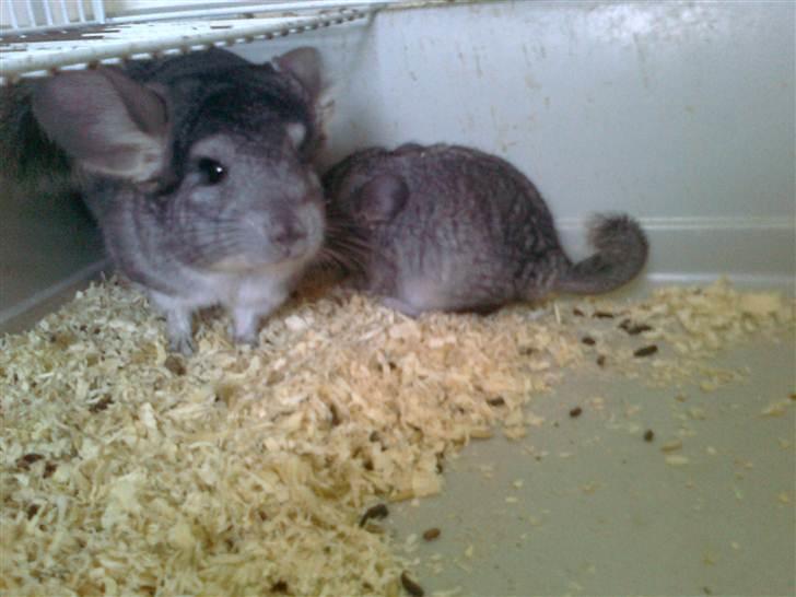 Chinchilla Balou - Balou med hans søn (Birger A.K.A Balou d. 3) billede 7