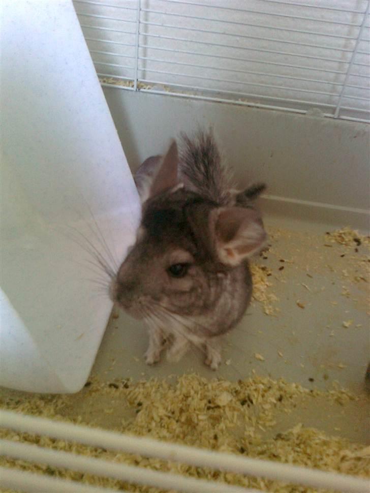 Chinchilla Balou - Balou xD billede 8