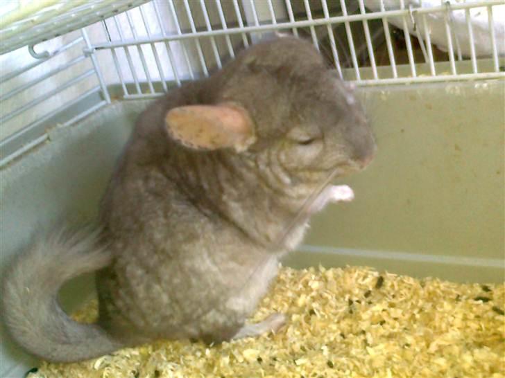 Chinchilla Beauty - Min elskede Beauty <3 billede 6