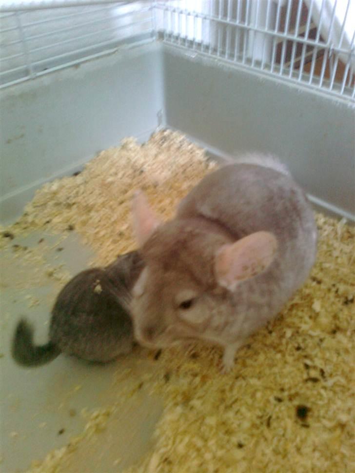 Chinchilla Beauty - <3 billede 7