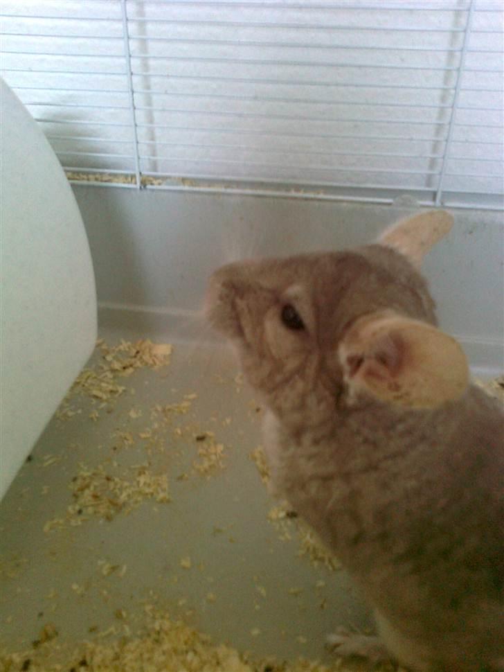 Chinchilla Beauty - Dejlige elskede Beauty billede 8