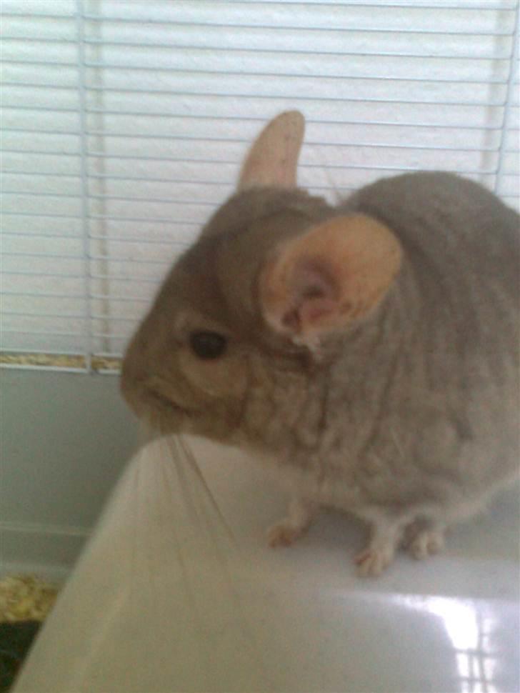 Chinchilla Beauty - Hello hottie xD  billede 9