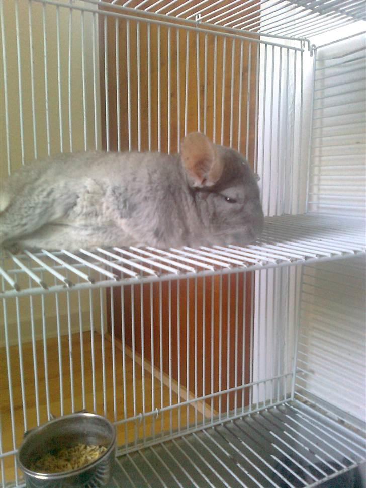 Chinchilla Beauty - Beauty som slapper af ;D billede 10