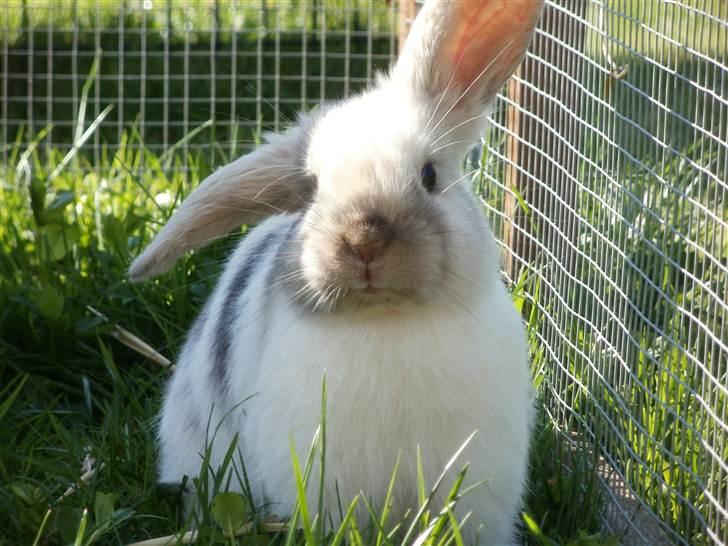 Kanin Æblehavens Mozilla Firefox billede 2