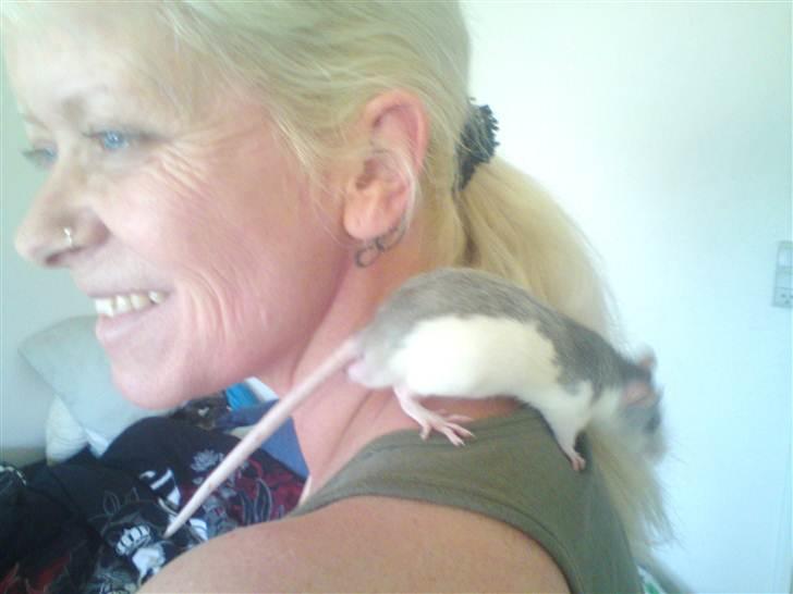 Tamrotte Benny - Min mor og Benny. 7 uger billede 12