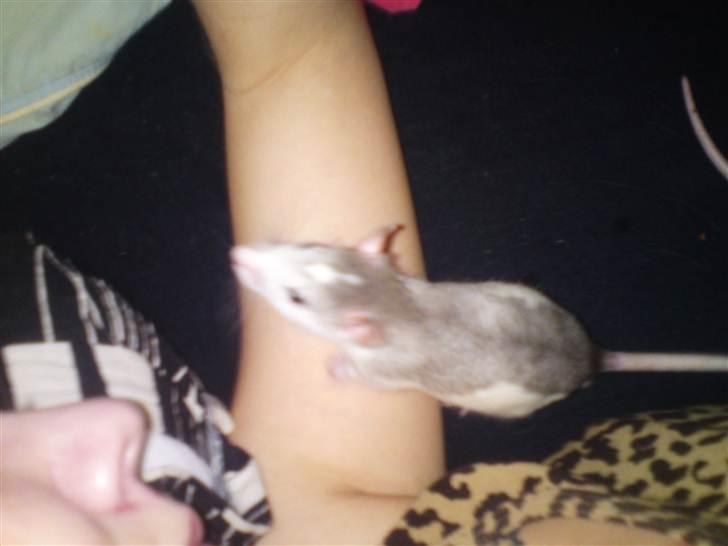 Tamrotte Benny - Benny 7 uger billede 13