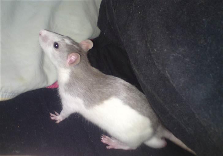 Tamrotte Benny - Smukke Benny 7 uger billede 14