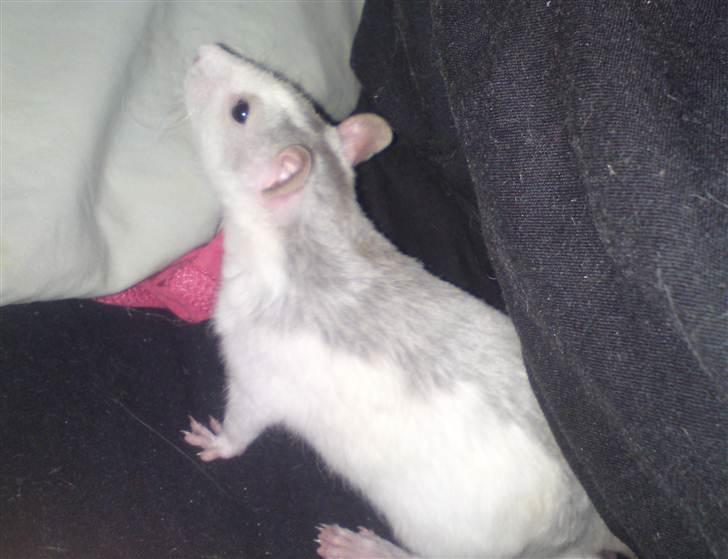 Tamrotte Boris - Min smukke dreng. 7 uger billede 13