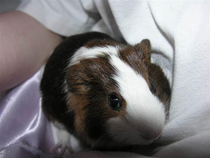 Marsvin »•Max(R.I.P)•« - (1) Velkommen til Max´s profil;D billede 1