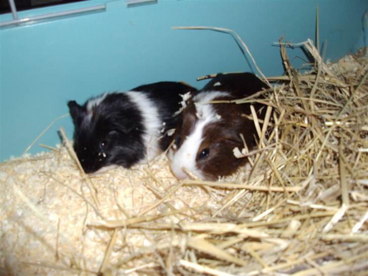 Marsvin »•Max(R.I.P)•« - (2) Max og Futte;D billede 2