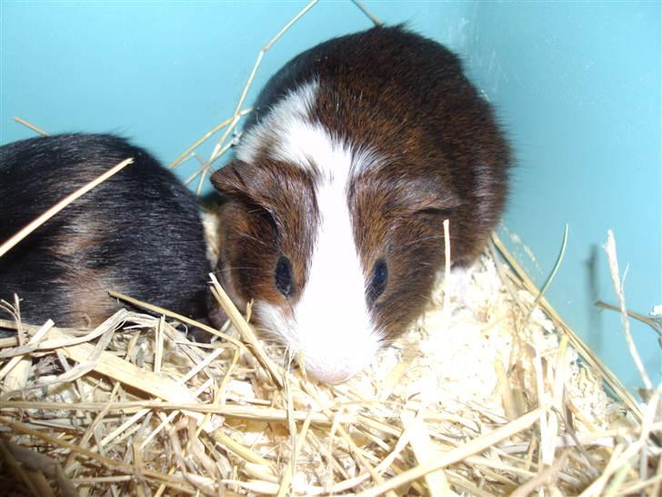 Marsvin »•Max(R.I.P)•« - (3) Han er stadig en lille smule genert;s billede 3