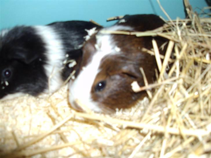 Marsvin »•Max(R.I.P)•« - (4) Han er da bare for kær;D billede 4