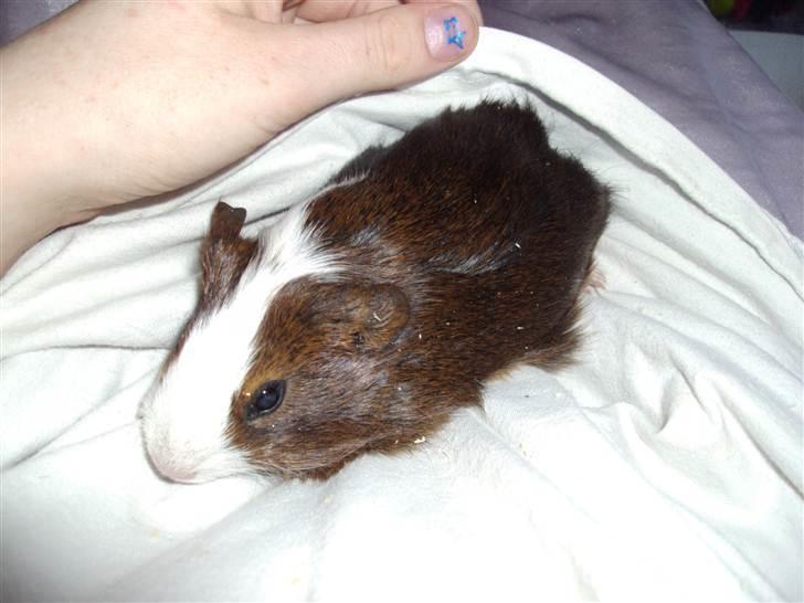 Marsvin »•Max(R.I.P)•« - (5) Max på mig;D billede 5