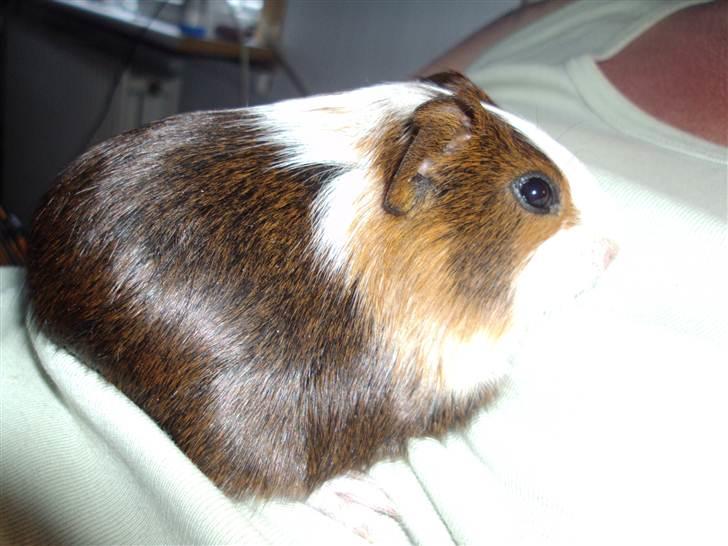 Marsvin »•Max(R.I.P)•« - (6) Max har "mange" farver;p billede 6